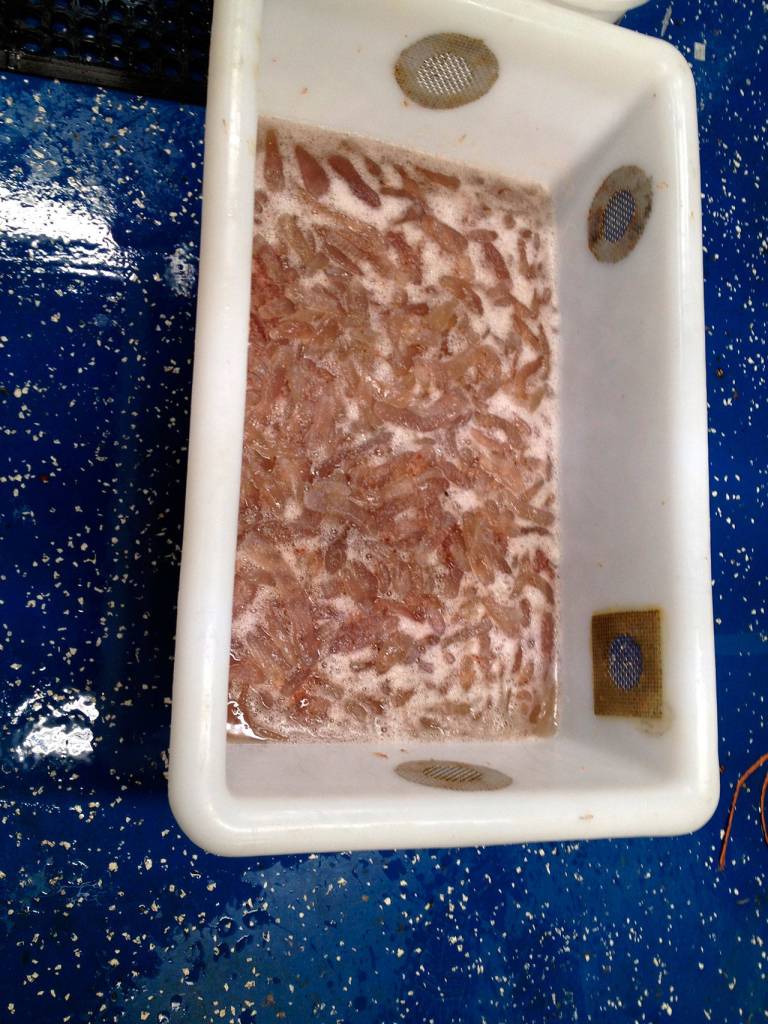 In this March 2018 photo provided NOAA Fisheries, pyrosomes sit in a container. (Laurie Weitkamp/NOAA Fisheries via AP)