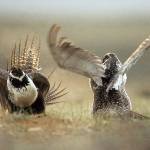 In this May 2008 file photo, male sage grouses fight for the attention of females southwest of Rawlins, Wyo. (Jerret Raffety/The Rawlins Daily Times via AP)
