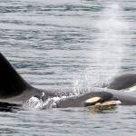 The newest member of Puget Sounds transient pod of orcas was spotted Monday in the Hood Canal area by a Port Townsend-based Puget Sound Express whale-watching cruise. (Renee Beitzel/Puget Sound Express)