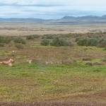 Centuries-old skeletons found in Idaho to be turned over to tribes