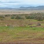 This April 15, 2017, video image courtesy of KTVB-TV shows the remote area where skeletal remains were found in a badger hole north of Mountain Home, Idaho. Two 500-year-old skeletons discovered on federal land in Idahos high desert plains will be turned over to Native American tribes. U.S. officials in a series of notices that started Friday said the remains of the young adult and child will be given to the interrelated Shoshone-Bannock Tribes in eastern Idaho and the Shoshone-Paiute Tribes in southern Idaho and northern Nevada. (Paul Boehlke/KTVB via AP)
