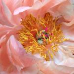 Peonies, Sequim garden focus of Saturday talk