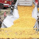 Duck luck: Fifty prizes awarded after Port Angeles rubber duck race