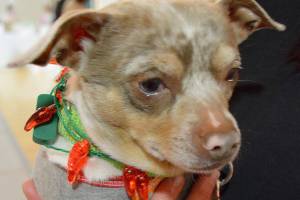 OPHS’s ‘Meowgartias & Mutts’ raises more thn $200K