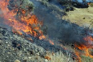 Officials: Efforts failing to save U.S. West sagebrush land