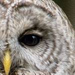 Nancy Cherry Eiferts Ancient Eyes will be shown at Gallery 9 during the Port Townsend Gallery Walk on Saturday.