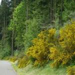 Scotch broom covers a hillside just south of Whitefeather Way in May of 2013. (Gretha Davis)