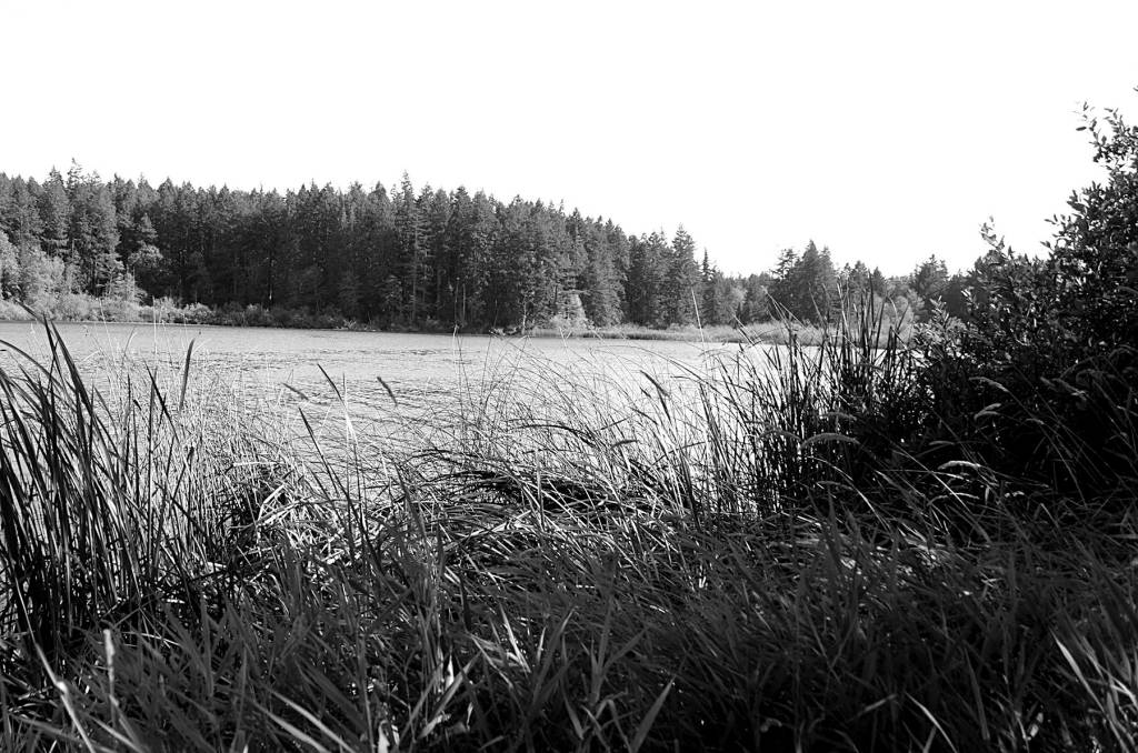 Anderson Lake closed due to nerve toxin