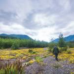 Leader of revegetation effort revels in growth on the Elwha River