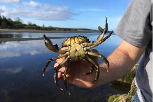 Neah Bay European green crab total nearly 10 times more than Dungeness