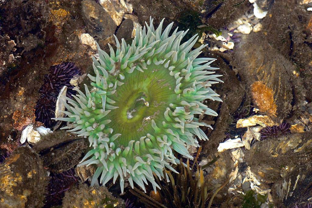 A sea anemone stays barely submerged in a tide pool at Tongue Point on Friday. (Keith Thorpe/Peninsula Daily News)