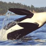 Orcas the focus at Fort Worden festival Saturday