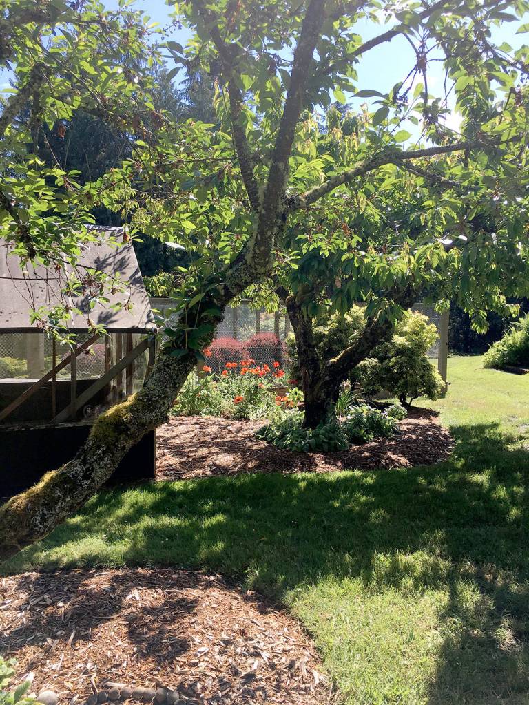 The Schouten gardens are one of six Port Angeles area gardens on display at the Petals and Pathways Home Garden Tour on Saturday.