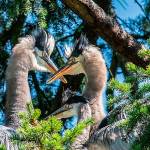 A family of blue herons congregate in a nest by John Wayne Marina a few weeks ago. The adult birds eventually abandoned the nest and Harold Heron, Jr., was found in thick brush after it fell 75 feet. Its now recuperating at the Northwest Raptor & Wildlife Center. (Suzanne Anaya)