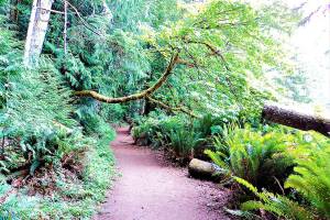 OUTDOORS: Crescent trail hike offers serenity