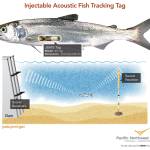 Photo courtesy of PNNL                                Scientists in Sequims Marine Sciences Laboratory with Pacific Northwest National Laboratory plan to monitor fish with an injectable acoustic fish tracking tag around a tidal turbine (similarly to a dam pictured) to see how they react to the machinery with the aim to better protect them.