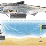 Sequim scientists to study fish reactions to turbines as new partnership with University of Alaska Fairbanks