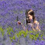Madison Haney of Montlake Terrace snips lavender buds at Martha Lane Lavender, a participating farm on Sequim Lavender Weekend, a celebration of all things lavender in Sequim and surrounding areas. (Keith Thorpe/Peninsula Daily News)