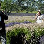 Yujia Bian eats lavender ice cream while standing in rows of lavender plants while Jason Wang takes a photo. The duo from Lynwood were visiting Purple Haze Lavender Farm in Sequim on Saturday. (Keith Thorpe/Peninsula Daily News)