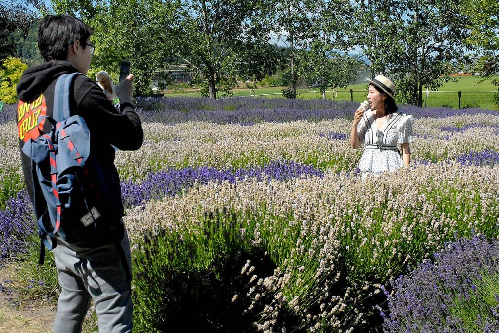 Yujia Bian eats lavender ice cream while standing in rows of lavender plants while Jason Wang takes a photo. The duo from Lynwood were visiting Purple Haze Lavender Farm in Sequim on Saturday. (Keith Thorpe/Peninsula Daily News)