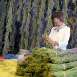 Bee Chu, a volunteer at Kitty Bs Lavender Farm, trims bundles of lavender in the farms drying barn. (Keith Thorpe/Peninsula Daily News)