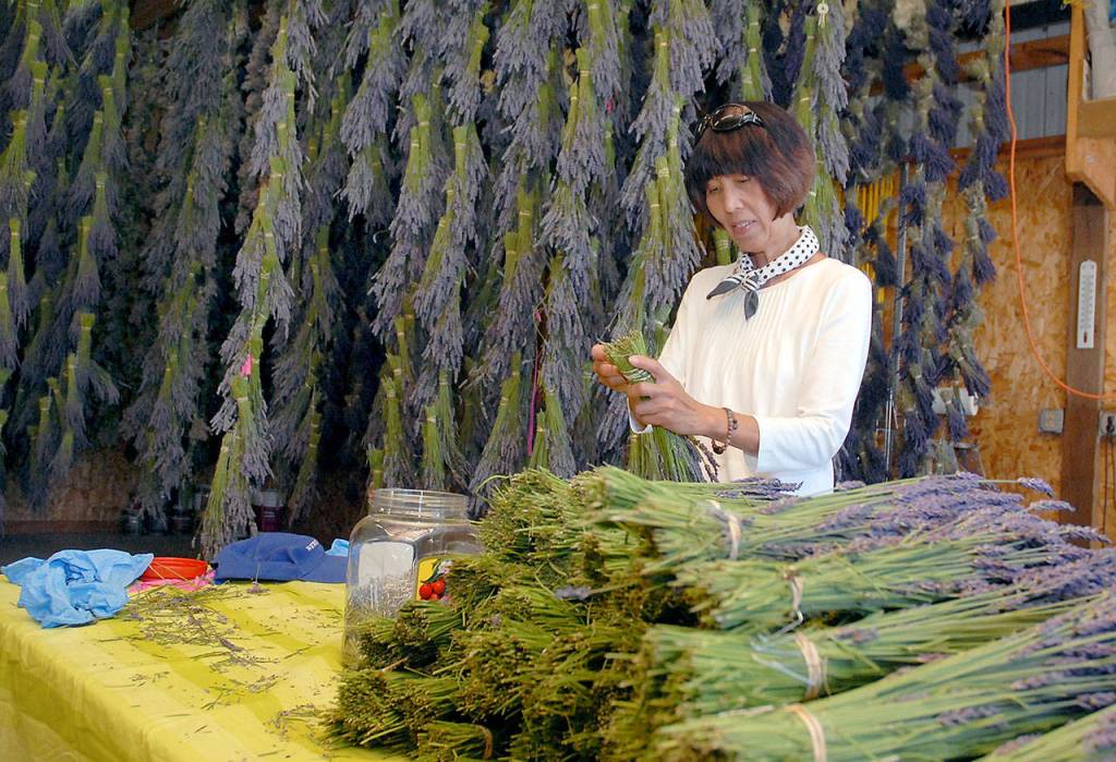 Bee Chu, a volunteer at Kitty Bs Lavender Farm, trims bundles of lavender in the farms drying barn. (Keith Thorpe/Peninsula Daily News)
