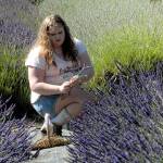 Rayne Cole, 12, of Sequim cuts lavender stalks during her visit to Lost Mountain Lavender Farm on Saturday. (Keith Thorpe/Peninsula Daily News)