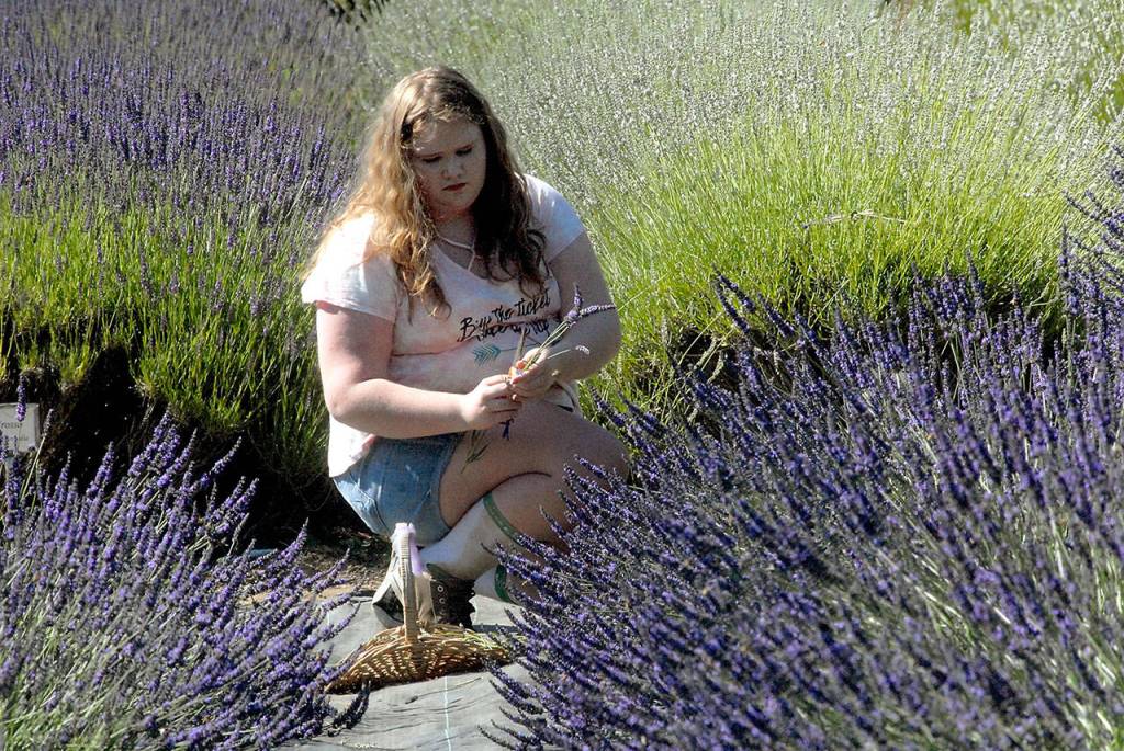 Rayne Cole, 12, of Sequim cuts lavender stalks during her visit to Lost Mountain Lavender Farm on Saturday. (Keith Thorpe/Peninsula Daily News)