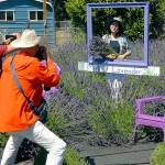 PHOTO GALLERY: Visitors check out Sequim’s lavender, embracing the purple