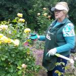 Master Gardener Sally Shunn demonstrates pruning and offers tips on caring for roses during a recent guided garden walk at the Woodcock Demonstration Garden