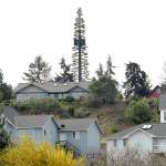 A 150-foot tall cell tower disguised as a Douglas fir tree looms over the Dungeness Heights neighborhood north of Sequim. (Keith Thorpe/Peninsula Daily News)