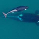 Vets ready for rare efforts to save ailing endangered orca