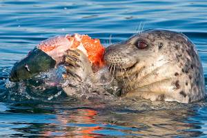 OUTDOORS: Seals and sea lions contributing to orca’s woes