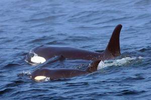 Rescue team rushes to help ailing orca spotted off Canada
