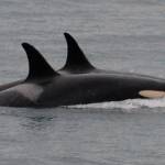 Orca back to feeding, frolicking after carrying dead calf