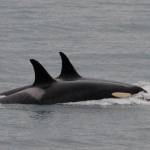 In this Saturday photo released by the Center for Whale Research, an orca known as J35, foreground, swims with other orcas near Friday Harbor. (Center for Whale Research via AP)