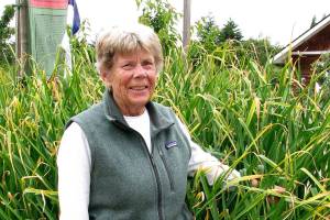 Tips offered for growing organic garlic