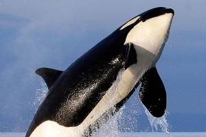 Group sues to expand protected orca habitat along West Coast