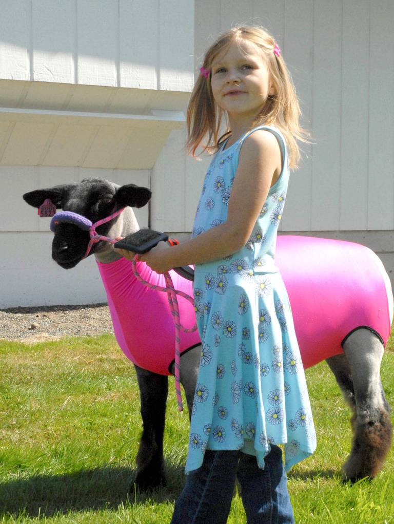 Zoey Kaufman, 7, of Port Angeles takes a sheep for a walk before showing before the judges on Friday at the Clallam County Fair. (Keith Thorpe/Peninsula Daily News)