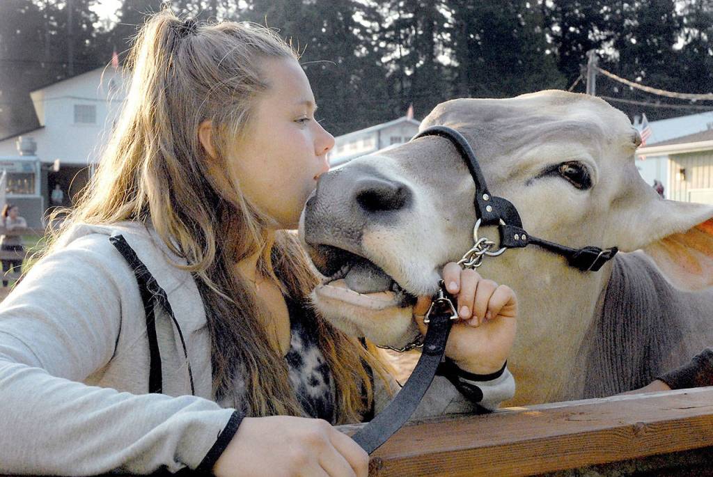 Pure Country 4-H Club member Bailey Anderson, 15, of Port Angeles gives a kiss to her brown Swiss cow Darla after showing her Friday at the Clallam County Fair. She said she had raised the 3-year-old bovine from birth. (Keith Thorpe/Peninsula Daily News)