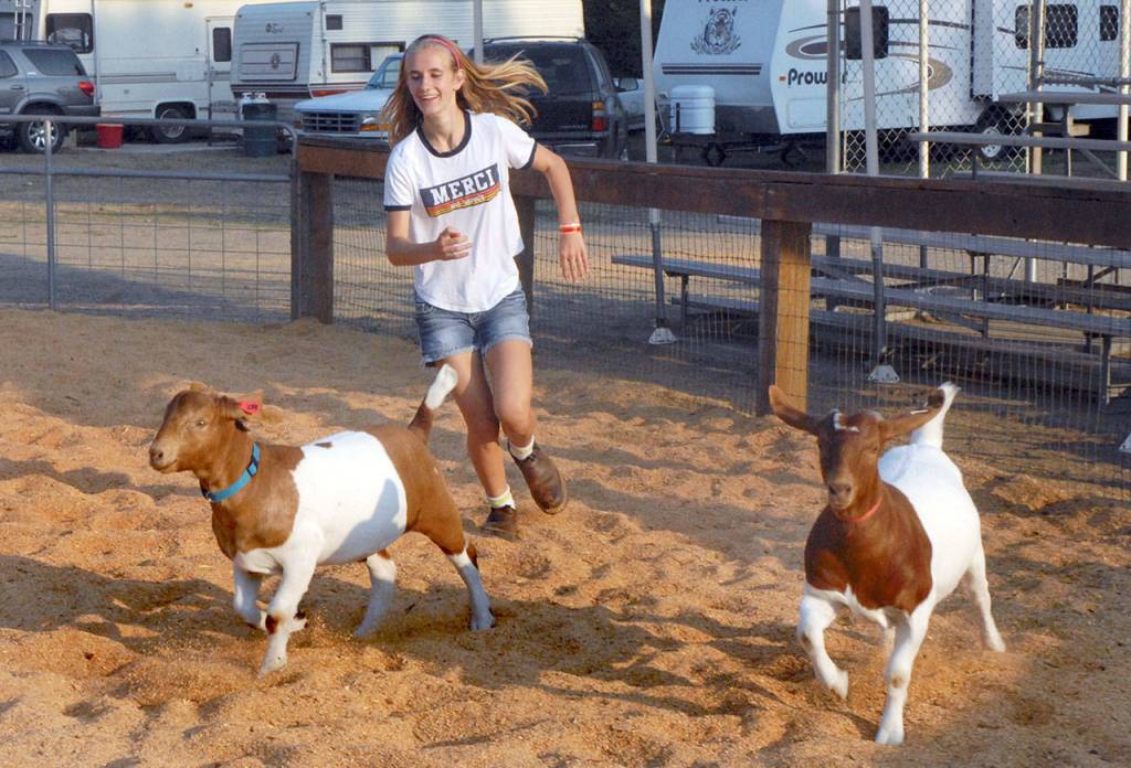 Hannah Wagner, 14, of Sequim, a member of the Lambchops 4-H Club, runs with a pair of goats in the small animal show ring on Friday evening at the fair. (Keith Thorpe/Peninsula Daily News)