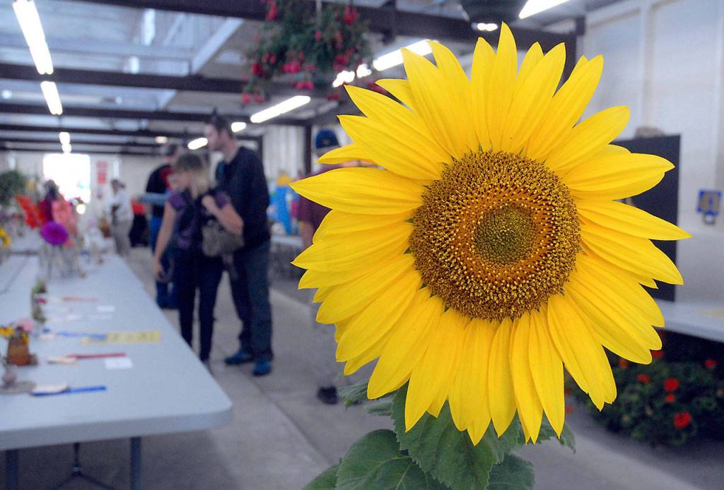 A ribbon-winning sunflower entered by Nick Hoffman in Sequim greets fairgoers in the floral barn. (Keith Thorpe/Peninsula Daily News)