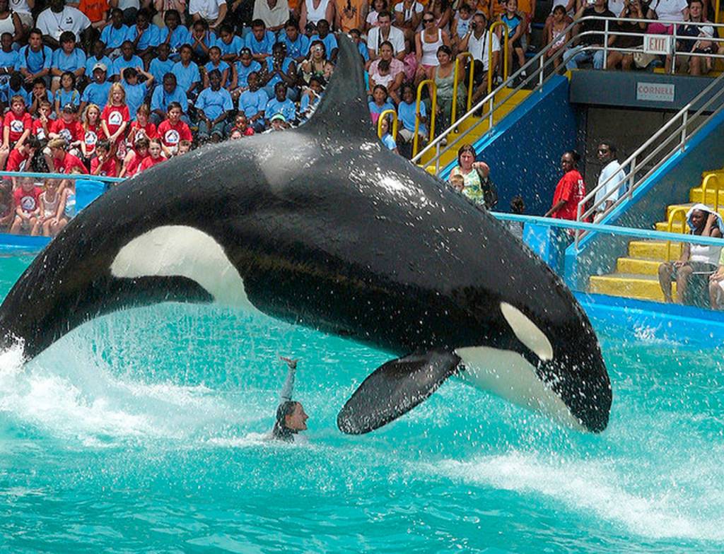 Tokitae is known as Lolita at Miami Seaquarium, where shes been the star attraction for 48 years. (Miami Seaquarium)