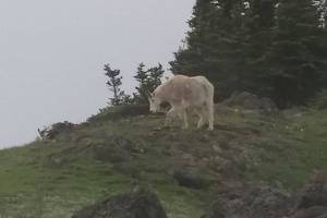 Goat relocation efforts begin today in Olympic National Park