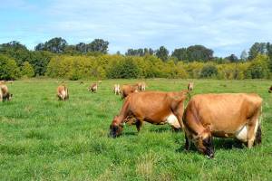 Creamery samples show no E. coli after state investigation