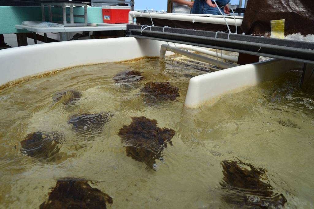 Another batch of chemically modified yarn from Idaho is expected to begin testing in Sequim to capture uranium from seawater and later be turned into yellowcake for potential use in nuclear reactors. (Matthew Nash/Olympic Peninsula News Group)