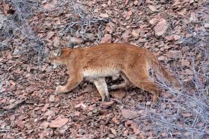 Oregon wildlife officials to probe if cougar is same one from fatal attack