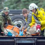 VIDEO: Effort to move Olympic National Park goats to new home is underway