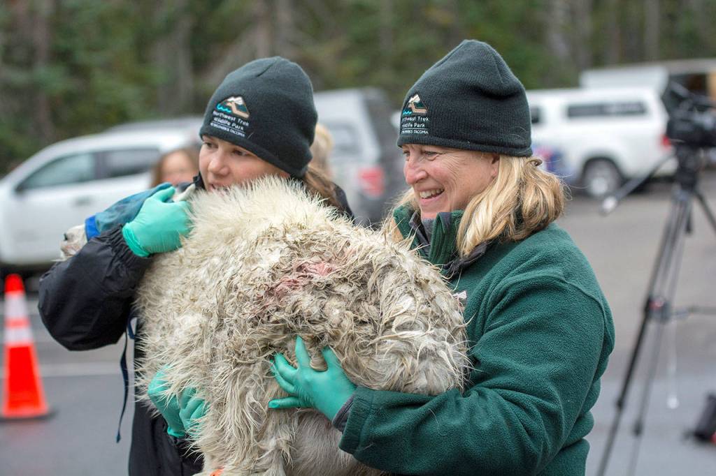 Northwest Trek Wildlife Park Veterinarian Dr. Alison Case carries a kid mountain goat to a crate to be shipped to the North Cascades with its mother. (Jesse Major/Peninsula Daily News)