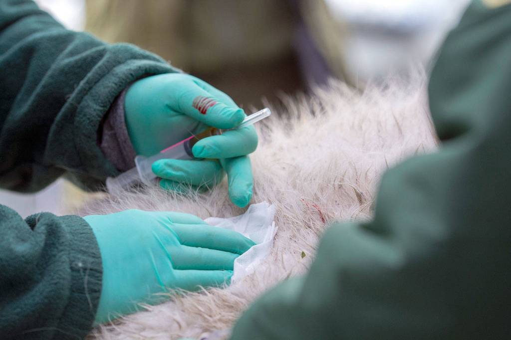 Northwest Trek Wildlife Park Veterinarian Dr. Allison Case examines a mountain goat. (Jesse Major/Peninsula Daily News)